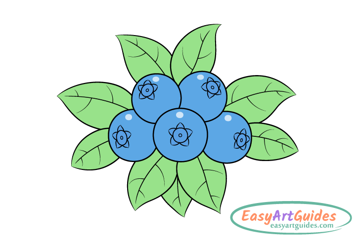 blueberries drawing coloring