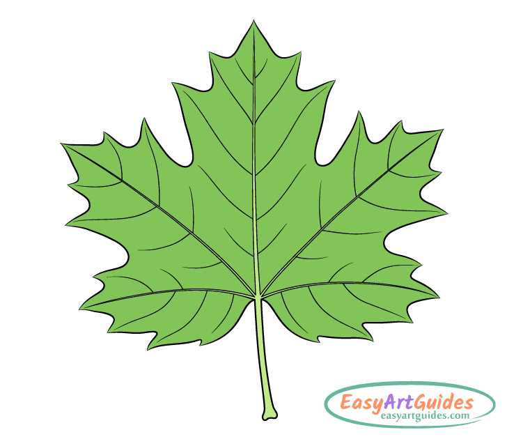 green maple leaf drawing green maple leaf drawing