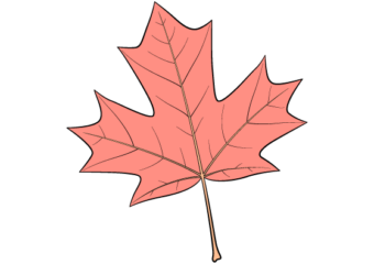 How to Draw a Maple Leaf in 4 Steps (Easy) maple leaf drawing tutorial