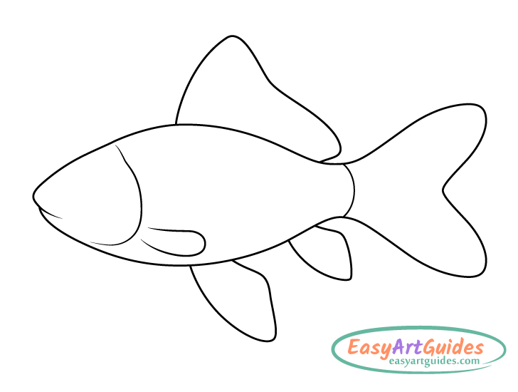 goldfish fins drawing goldfish fins drawing