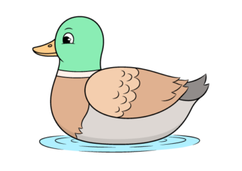 How to Draw a Duck Step by Step (Mallard) duck drawing tutorial