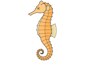seahorse drawing tutorial