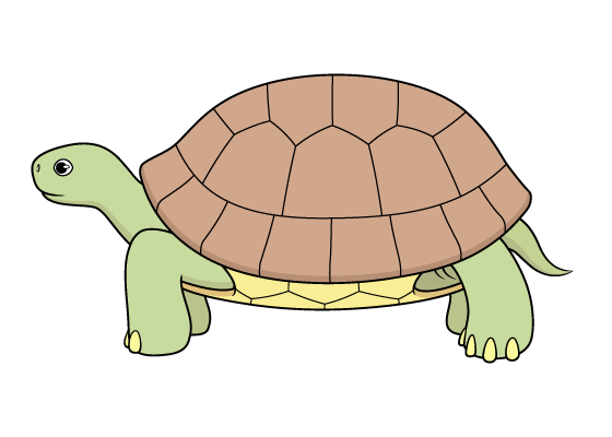 tortoise drawing tutorial